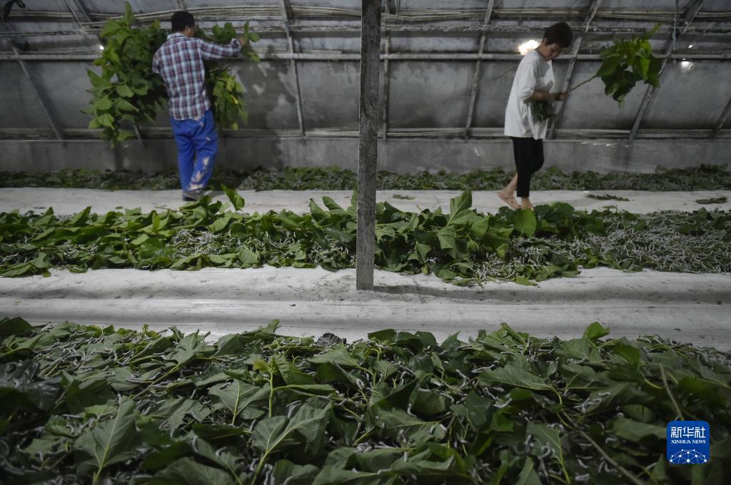 大红鹰送彩金